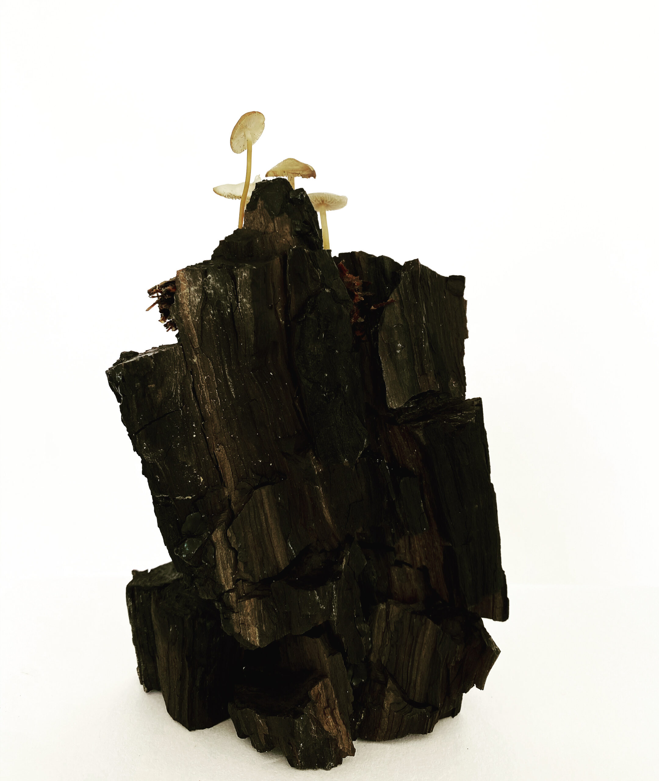 Mushroom (Strobilurus esculentus) / Fossil Tree Trunk (Glyptostropus europaeus)