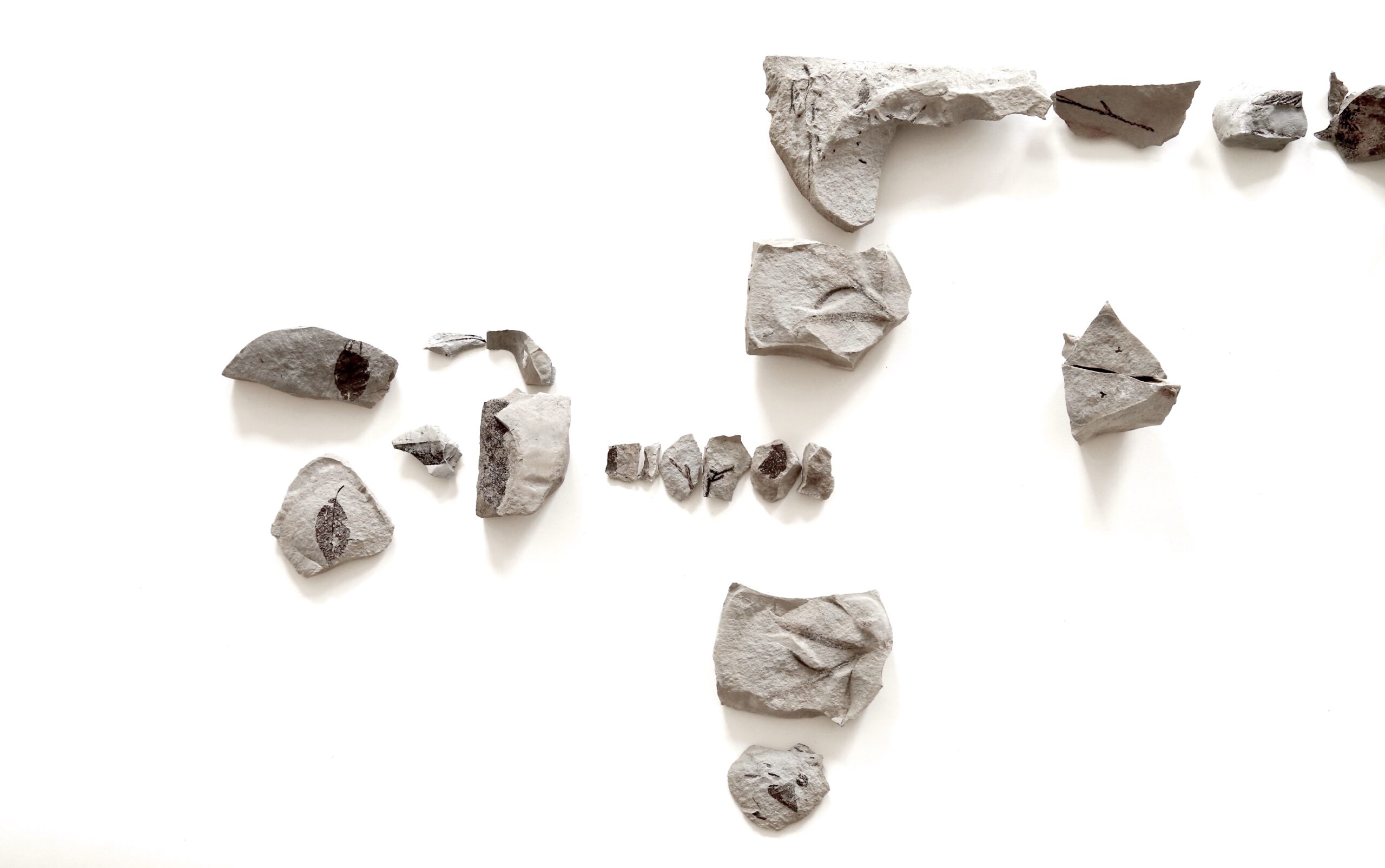 Plant fossils