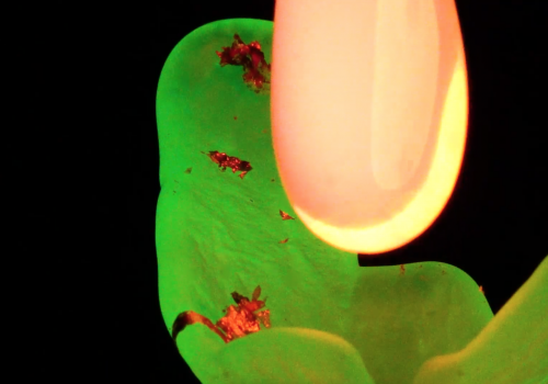 This piece of work portrays my experience of living through the pandemic as a foreigner in the US. The video consists of two scenes; The first scene is a view through the bottom of the glass tank. Catching the moment of molten glass dropped into the water and broke within several macro-explosions. The second part of the scene is an uranium glass object with gold leaf scattered on the top. Then two amorphous blobs of hot glass come into the frame. They dance around the object seductively. The audio is composed of a mixture of electronic sounds, news broadcasts regarding Covid, and cicada sounds from rural Taiwan.