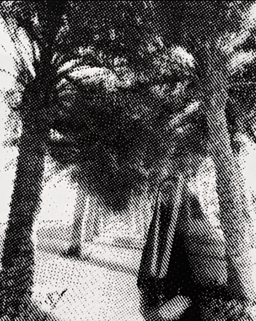 Halftone image of date palm trees