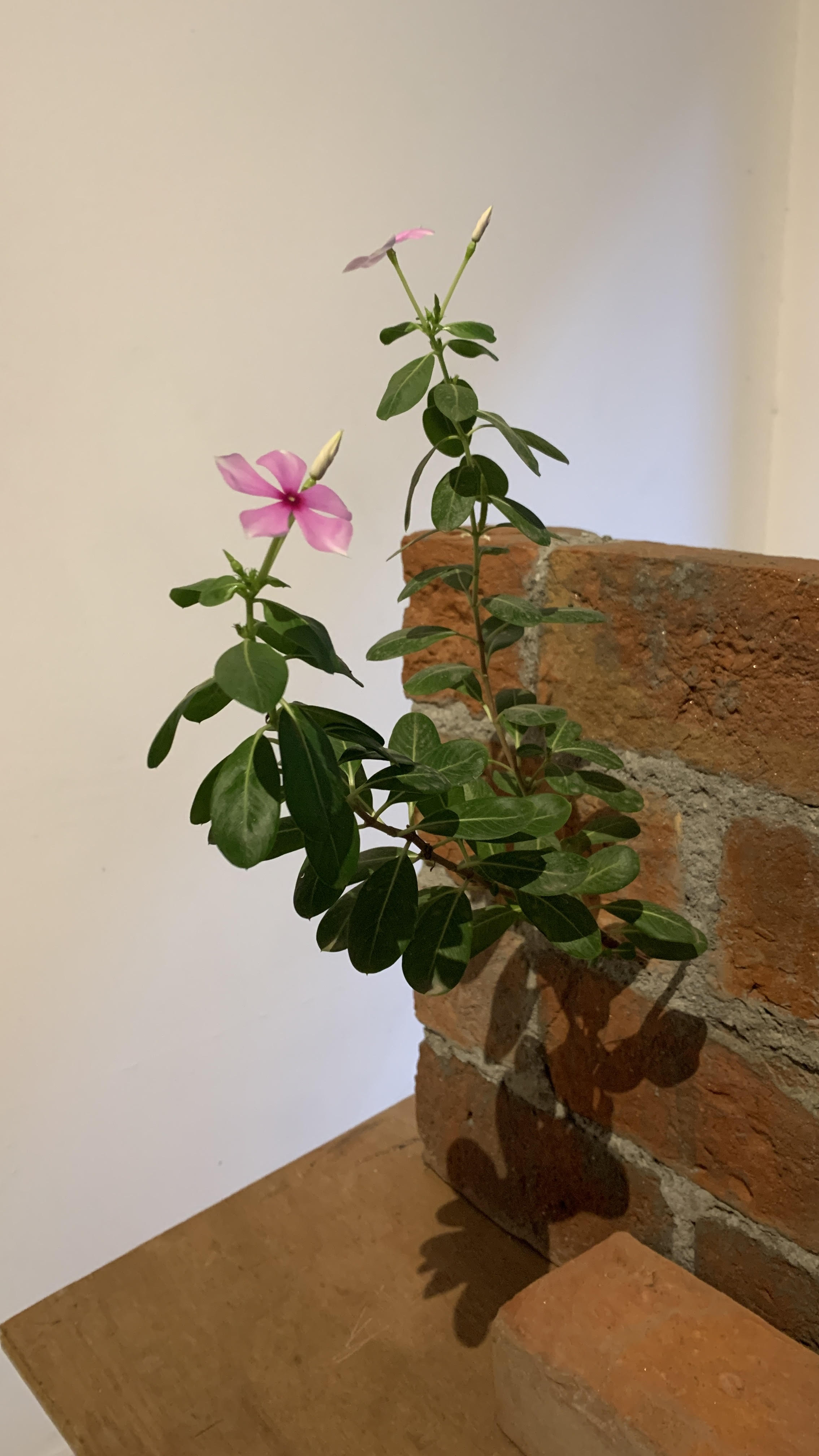 a ‘sadabahar’ [the name translates to ‘always prosperous’] plant grow in the limited resources of a brick wall crack