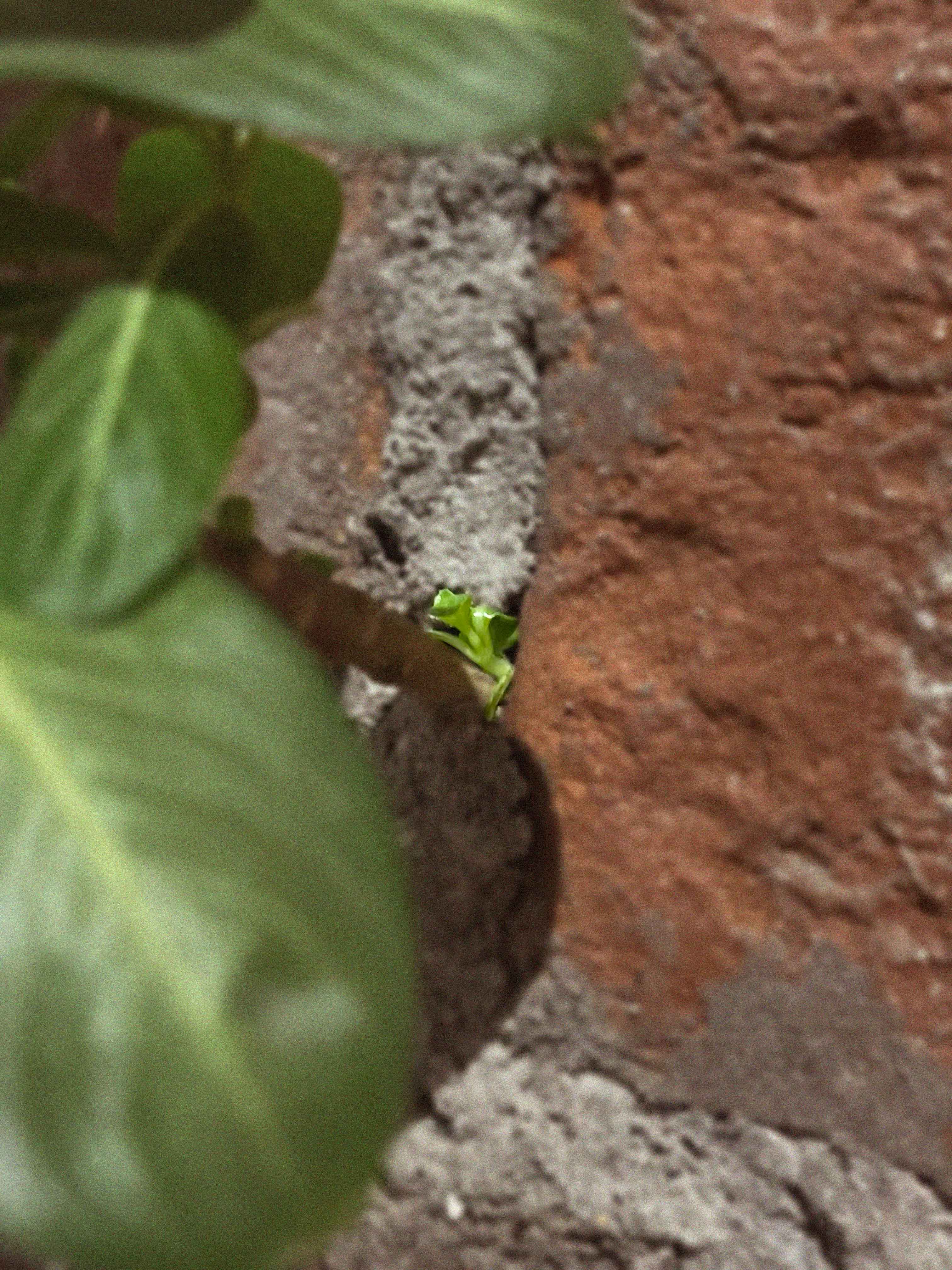 a ‘sadabahar’ [the name translates to ‘always prosperous’] plant grow in the limited resources of a brick wall crack